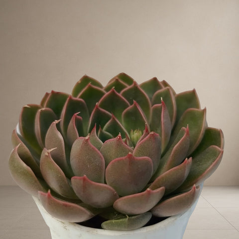 Echeveria Azulita “Purple” [Bare Rooted]