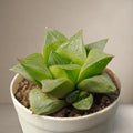 Haworthia Retusa [Bare Rooted]