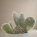 Opuntia microdasys 'Bunny Ear Cactus' - White Dot
[Bare Rooted]