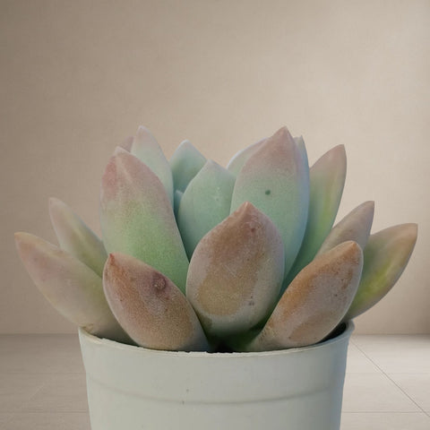 Graptoveria Opalina “pink” [Bare Rooted]