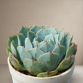 Echeveria Mazarine [Bare Rooted]