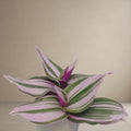 Tradescantia nanouk Wandering Jew [Bare Rooted]