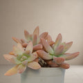 Graptosedum Darley Sunshine [Bare Rooted]