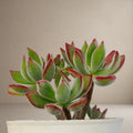 Echeveria Hermsii - Plush Plant [Bare Rooted]