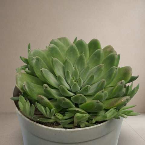 Orostachys Chanetii [Bare Rooted]
