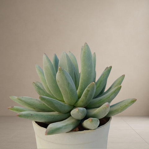 Pachyveria Glauca [Bare Rooted]