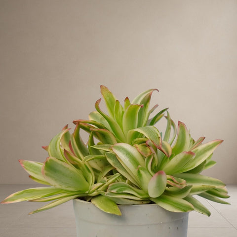 Crassula Campfire -Variegated [Bare Rooted]