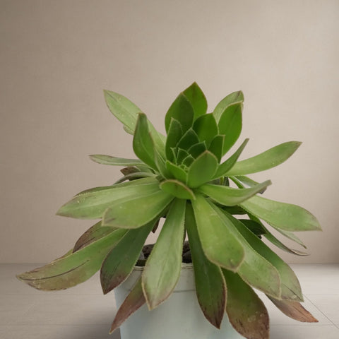Aeonium Green [Bare Rooted]
