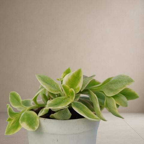 Aptenia Cordifolia Verigated- Baby Sun-rose [Bare Rooted]