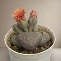 Lithop [Bare Rooted]