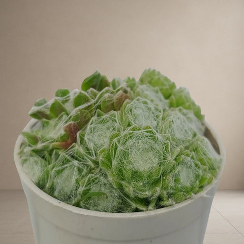 Cobweb Houseleek [Bare Rooted]