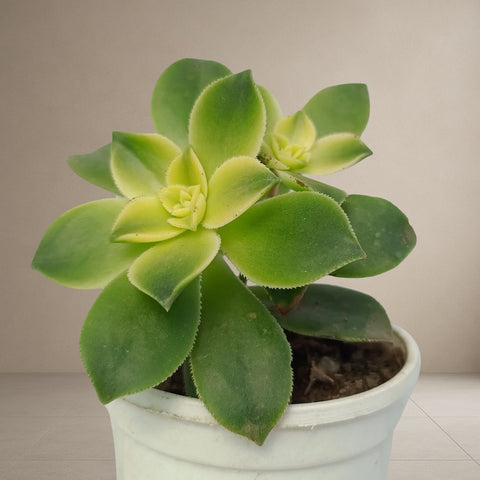 Aeonium 'Kiwi' [Bare Rooted]