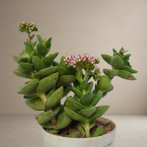Crassula ‘Moonglow’ [Bare Rooted]