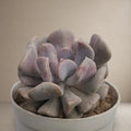 Echeveria 'Cubic Frost' Altman [Bare Rooted]
