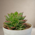 Echeveria Golden Glow [Bare Rooted]