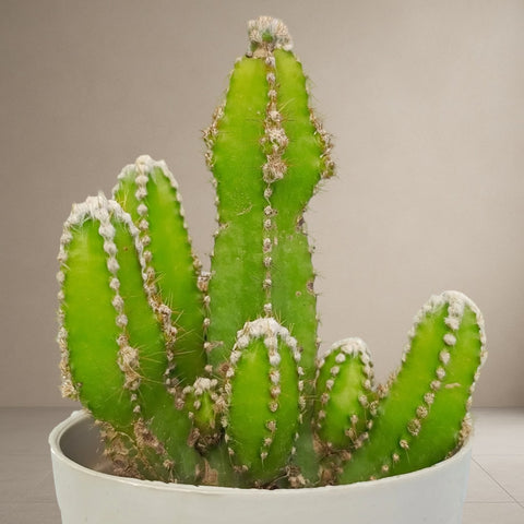 Acanthocereus Tetragonus "Fairy Castle Cactus” [Bare Rooted]