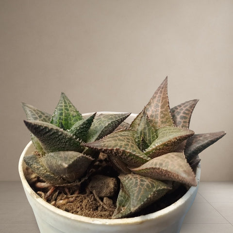 Haworthia Venosa [Bare Rooted]