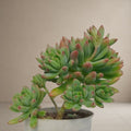 Sedum Pachyphyllum [Bare Rooted]