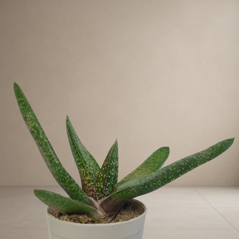 Gasterlaoe Plant [Bare Rooted]