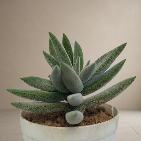 Crassula Surprise Party [Bare Rooted]