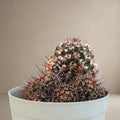 Mammillaria Eichlamii Cactus [Bare Rooted]