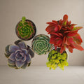 Combo Of 5 Succulent Plants [Bare Rooted]