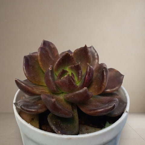 Echeveria Black Prince 'Vishnu Kamal' [Bare Rooted]