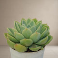 Echeveria Blue Atoll [Bare Rooted]