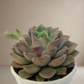 Echeveria Chris Orange [Bare Rooted]