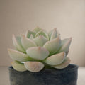 Echeveria 'Fleur Blanc' [Bare Rooted]