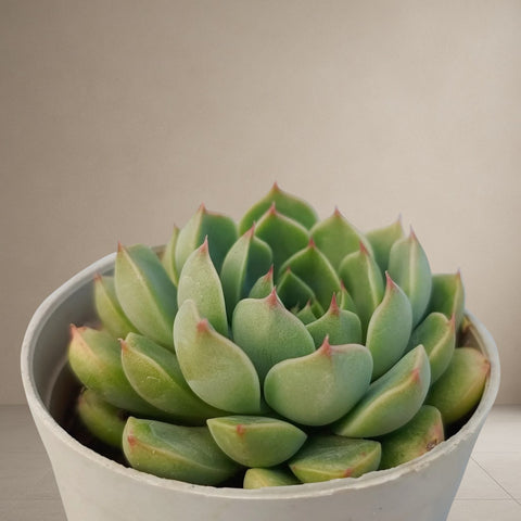Echeveria “Dondo” [Bare Rooted]