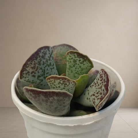 Adromischus Cooperi - Plover Eggs Plant [Bare Rooted]