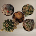 Combo Of 5 Cactus Plants [Bare Rooted]