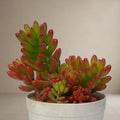 Sedum Rubrotinctum “Pork and Beans”  [Bare Rooted]