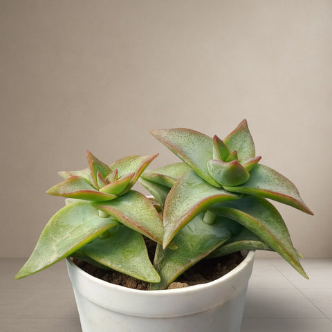 Sedum Sharpgreen [Bare Rooted]