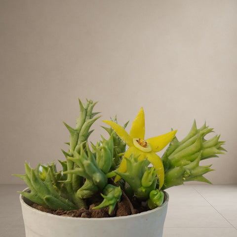 Orbea Semota [Bare Rooted]