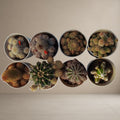 Combo Of 8 Cactus Plants [Bare Rooted]