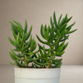 Crassula Tetragona - Chinese Crassula [Bare Rooted]