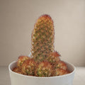 Lady Finger Cactus [Bare Rooted]