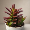 Crassula Capitella Sharp Red [Bare Rooted]