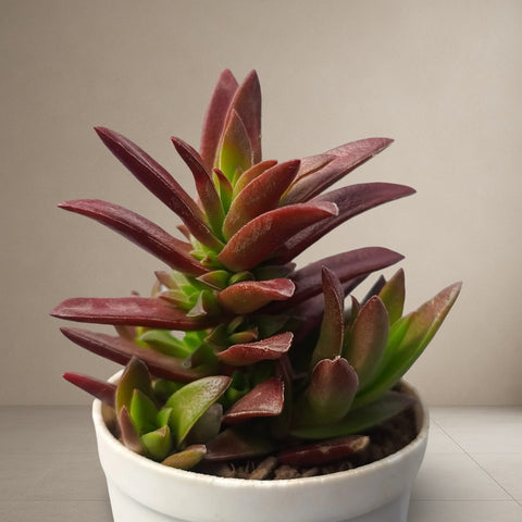 Crassula Capitella Sharp Red [Bare Rooted]
