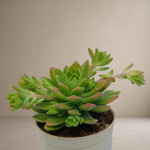 Yellow Green Sedum [Bare Rooted]