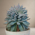 Echeveria Blue Bird [Bare Rooted]