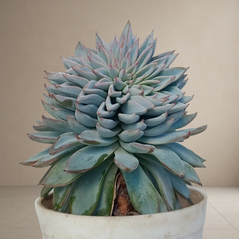 Echeveria Blue Bird [Bare Rooted]