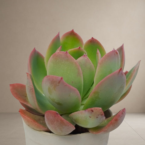 Echeveria Apus [Bare Rooted]