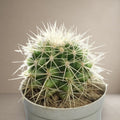 Kroenleinia Grusonii Cactus [Bare Rooted]