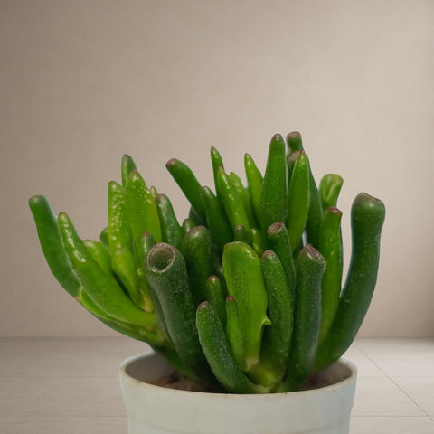 Crassula Ovata 'Gollum' [Bare Rooted]