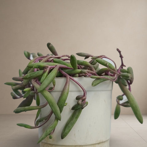 Othonna Capensis 'Ruby Necklace' [Bare Rooted]