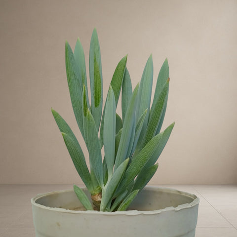 Blue Straight Chalksticks [Bare Rooted]