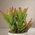 Aloe Juvenna 